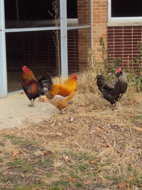Roosters give MHS a unique 'aquarium' in the south courtyard
