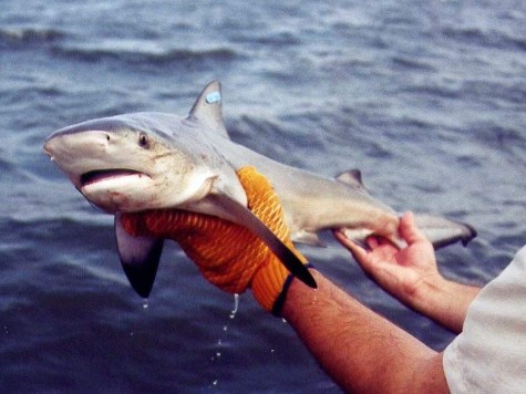 A shark caught in Volusia County Florida