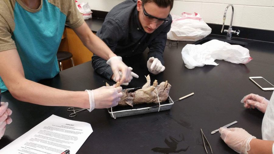 Anatomy+classes+dissect+pigs
