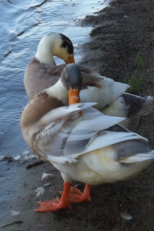 MHS students have some unusual pets