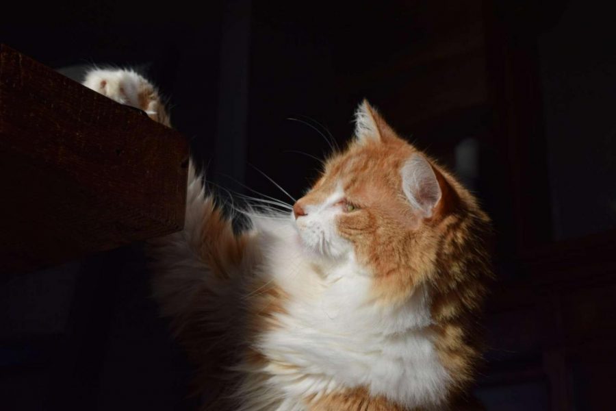 Junior Aspen Snyder has been working on her photography skills during the quarantine. Here, she captures her cat, Frankie. 