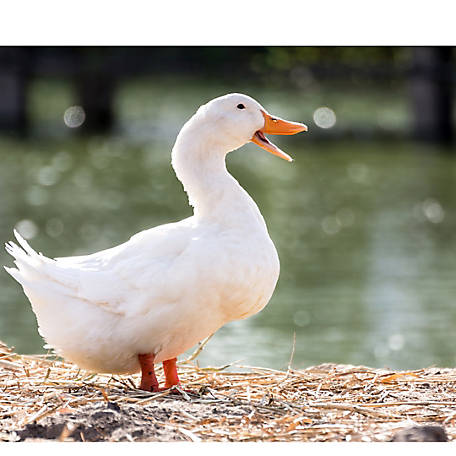 Quacking up in Quarantine