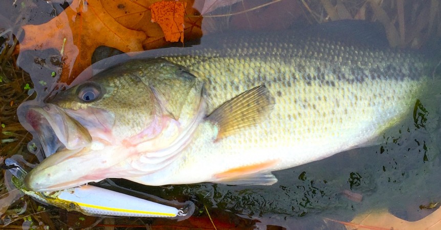 Fall Fishing Tips and Tricks – The Milford Messenger