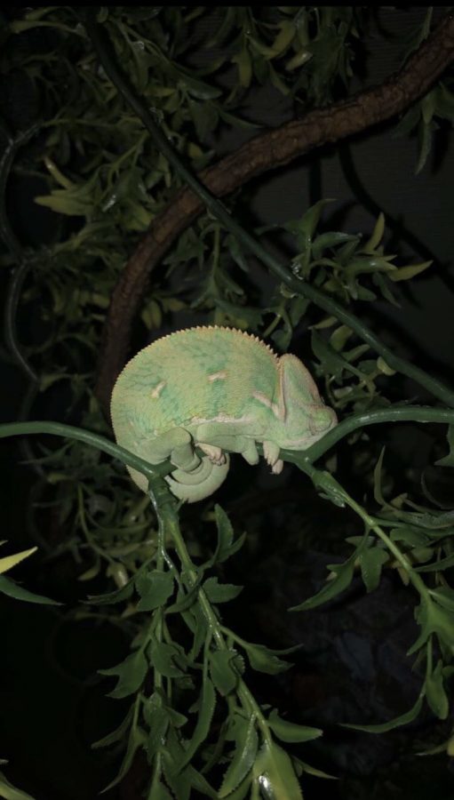 Riley Wyskiels veiled chameleon, Pax, before getting woken up in the morning. Can you find him?