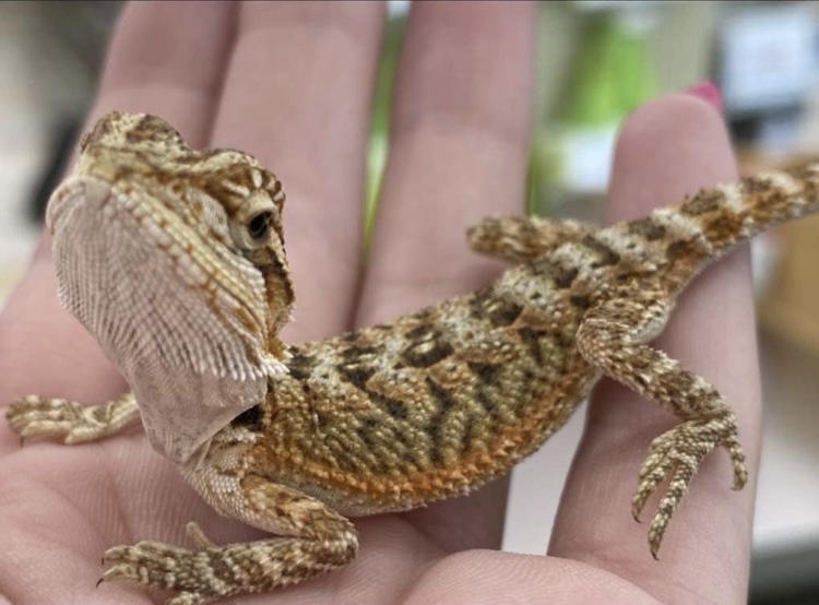 A really friendly and sweet fancy bearded dragon being sold at the Milford Pet Supplies Plus.