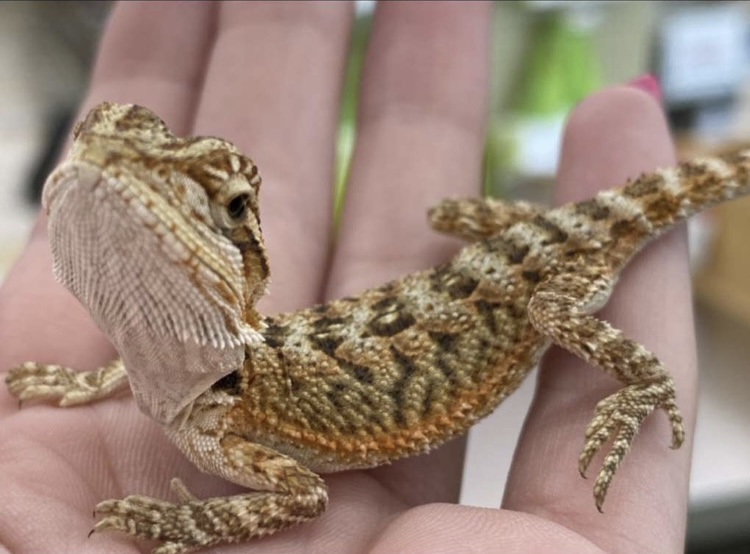 pet supplies plus lizards