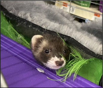 Pet Supplies Plus offers curbside pickup and many different types of pet supplies and animals, including ferrets.