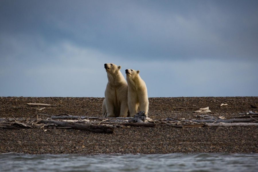 Polar bears in the Arctic National Wildlife Refuge, which will soon fall victim to oil drilling.