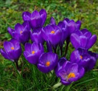 Pictured above are Crocus, squirrel corn and bird of paradise flowers.