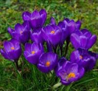 Pictured above are Crocus,  squirrel corn and bird of paradise flowers.  