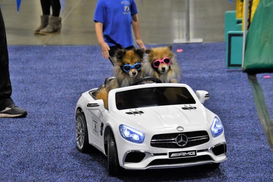 Shetland Sheepdogs Cruiser and Cami rolling around the ring in their Mercedes .
