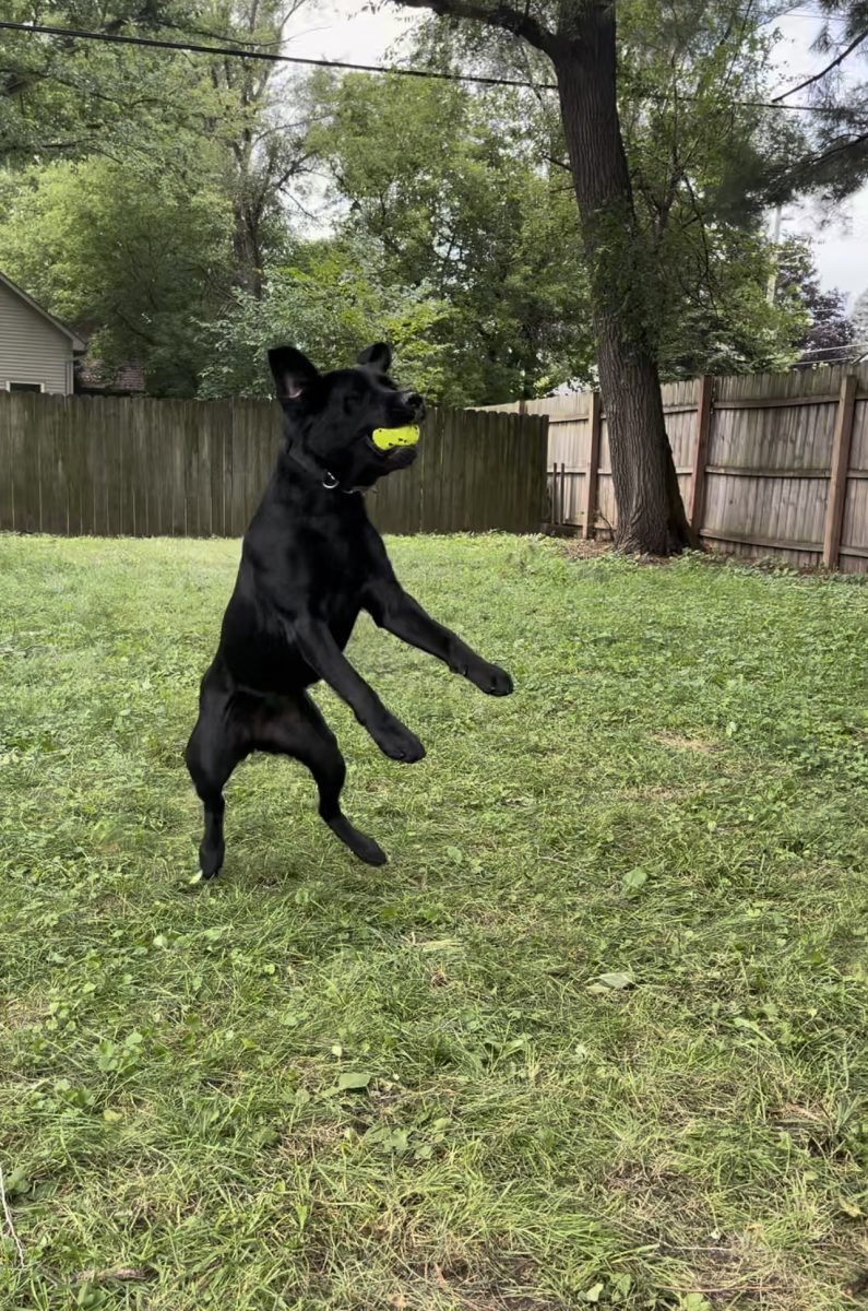 Some fun cute photos of Rosie, Huron Valley's very own bomb and gun powder sniffing dog.