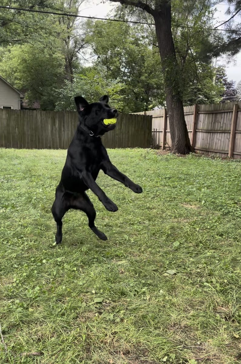 Some fun cute photos of Rosie, Huron Valleys very own bomb and gun powder sniffing dog.