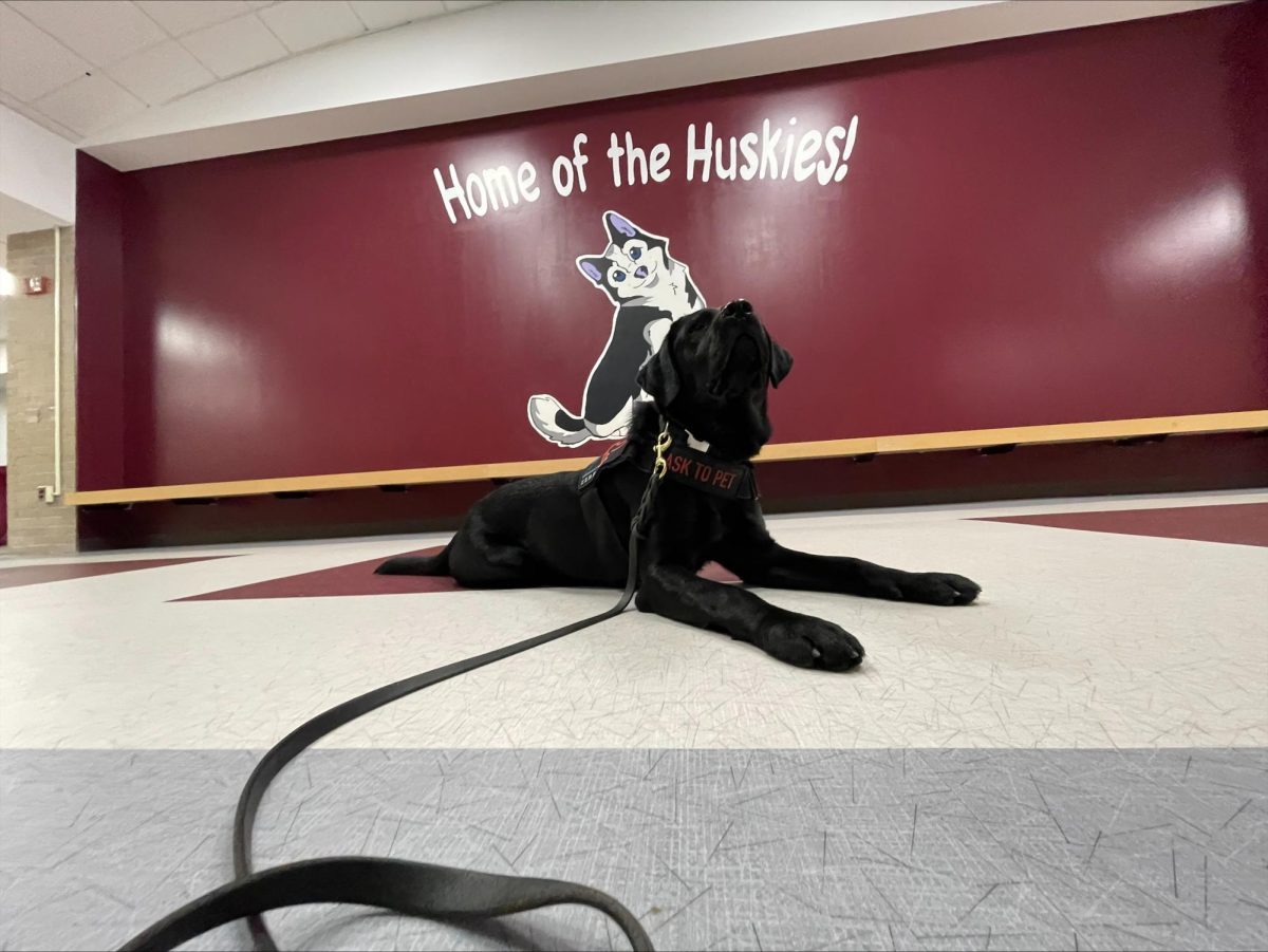Some fun cute photos of Rosie, Huron Valley's very own bomb and gun powder sniffing dog.