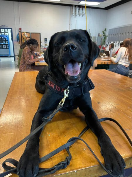 Some fun cute photos of Rosie, Huron Valleys very own bomb and gun powder sniffing dog.