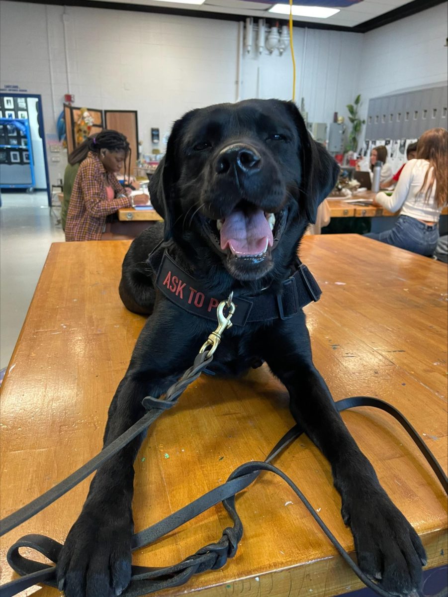 Some fun cute photos of Rosie, Huron Valley's very own bomb and gun powder sniffing dog.