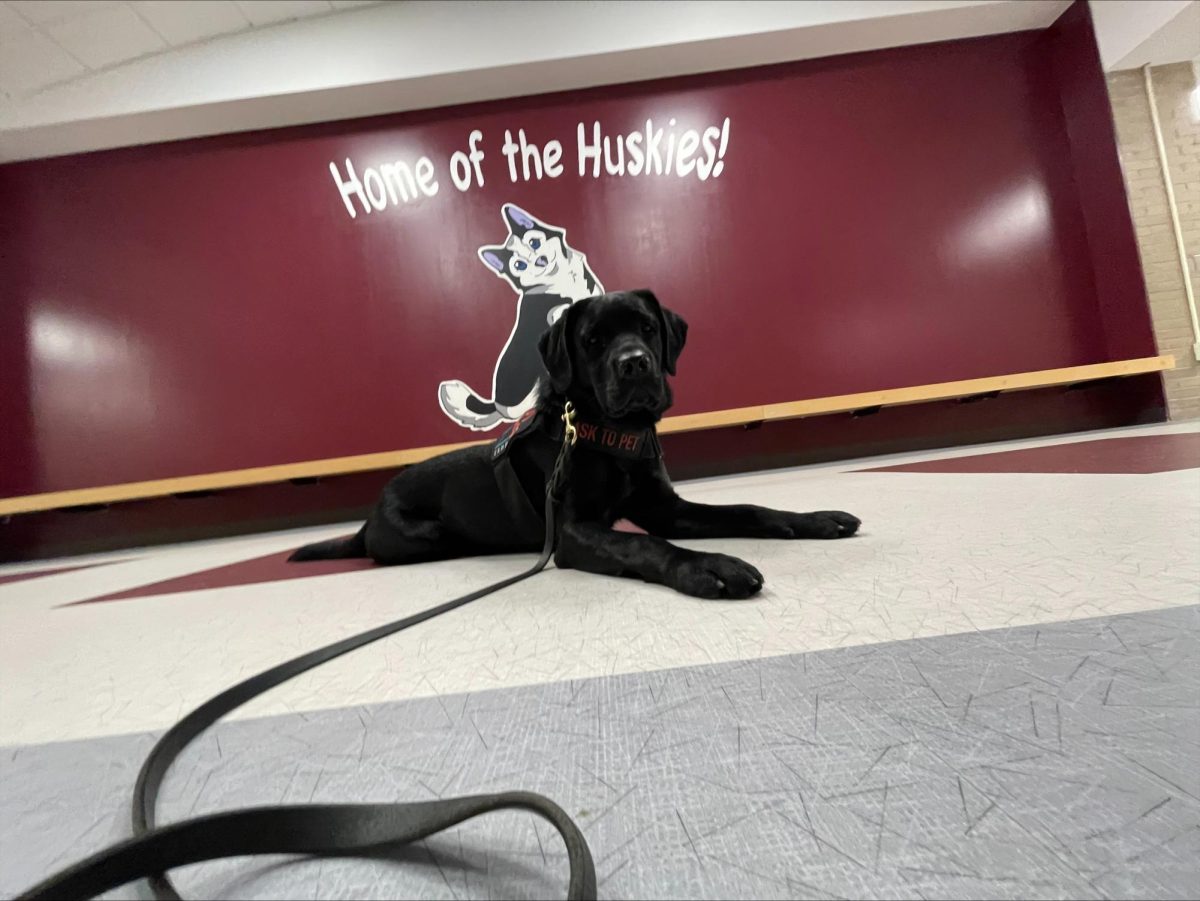 Some fun cute photos of Rosie, Huron Valleys very own bomb and gun powder sniffing dog.