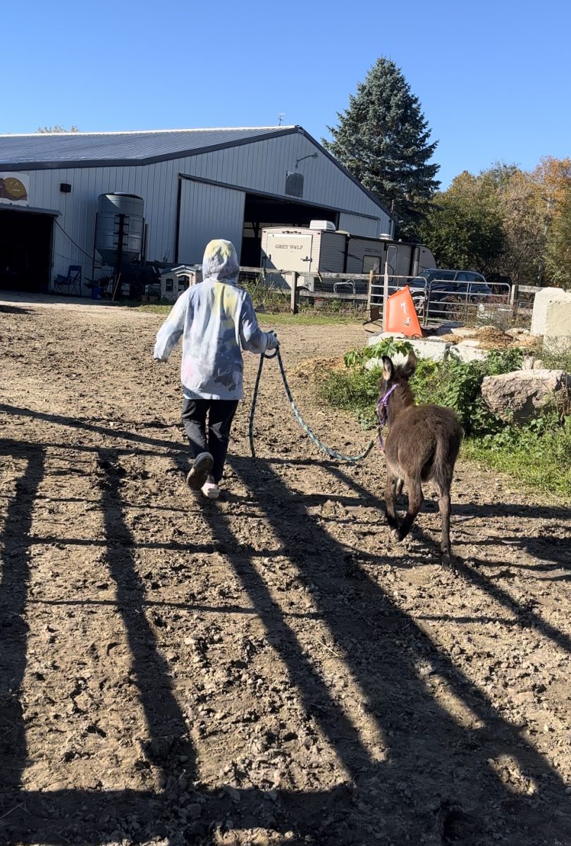 Walking Jack around, our mini donkey